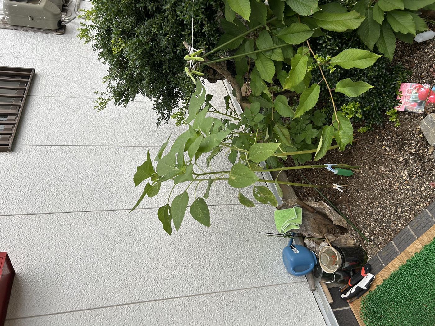 6月21日のひまわり