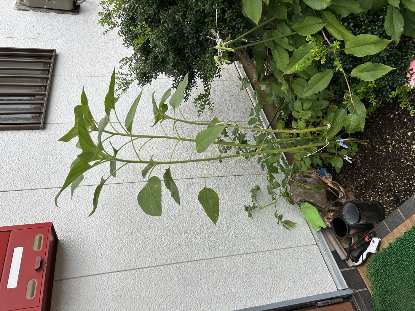 7月5日のひまわり