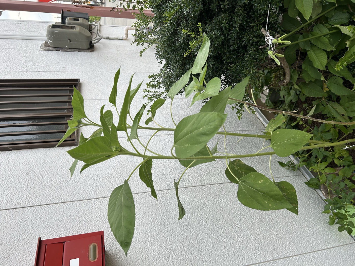 7月12日のひまわり