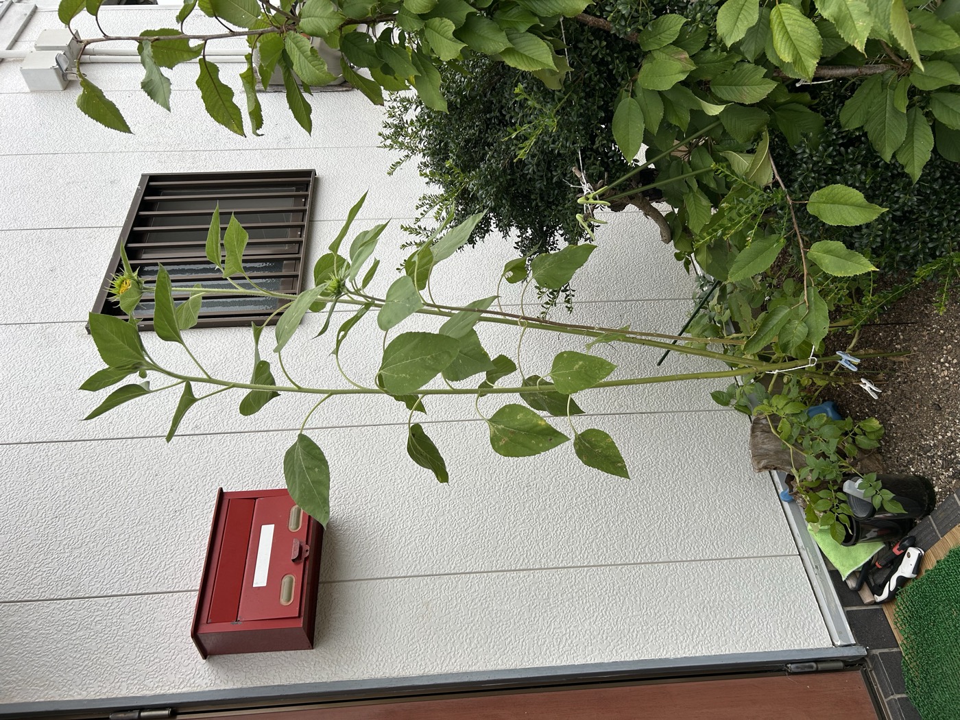 7月19日のひまわりのつぼみ