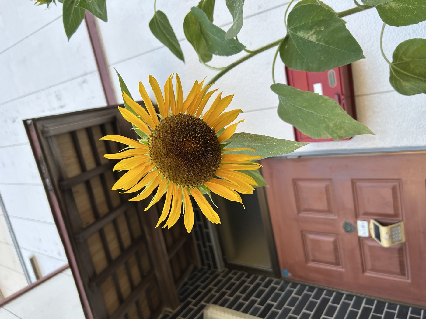 7月26日に咲いたひまわりの花