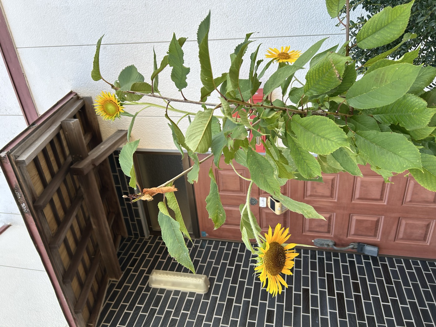 7月26日のひまわりの複数の花